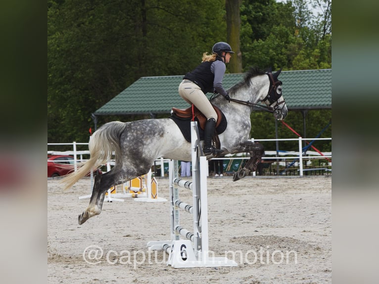 Slowakisches Warmblut Stute 7 Jahre 168 cm Schimmel in Warsaw