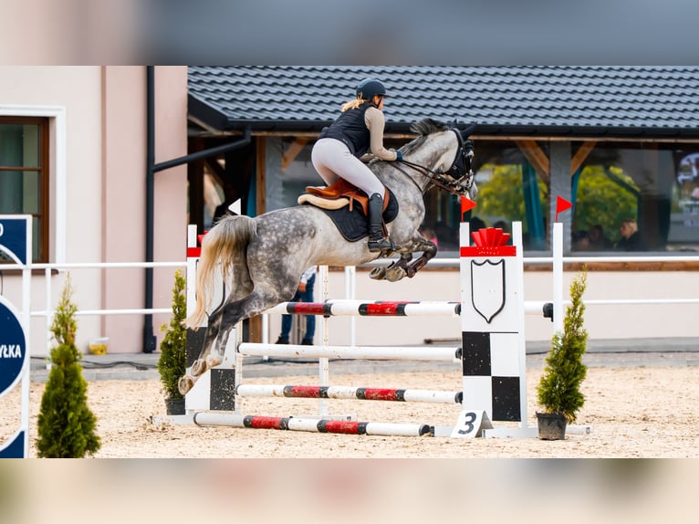 Slowakisches Warmblut Stute 7 Jahre 168 cm Schimmel in Warsaw