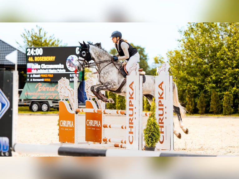Slowakisches Warmblut Stute 7 Jahre 168 cm Schimmel in Warsaw