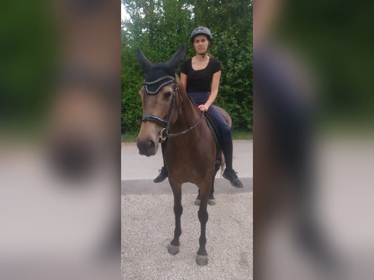 Slowakisches Warmblut Stute 8 Jahre 160 cm Buckskin in Alkoven