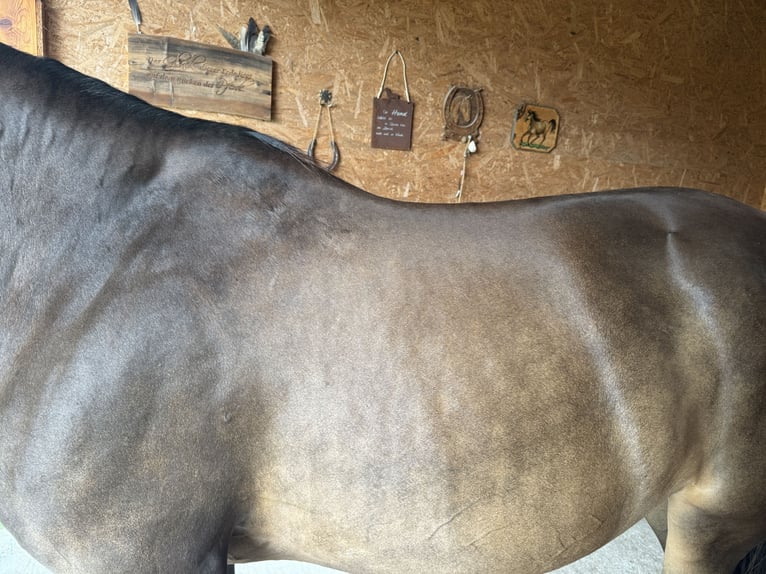 Slowakisches Warmblut Stute 8 Jahre 160 cm Buckskin in Alkoven