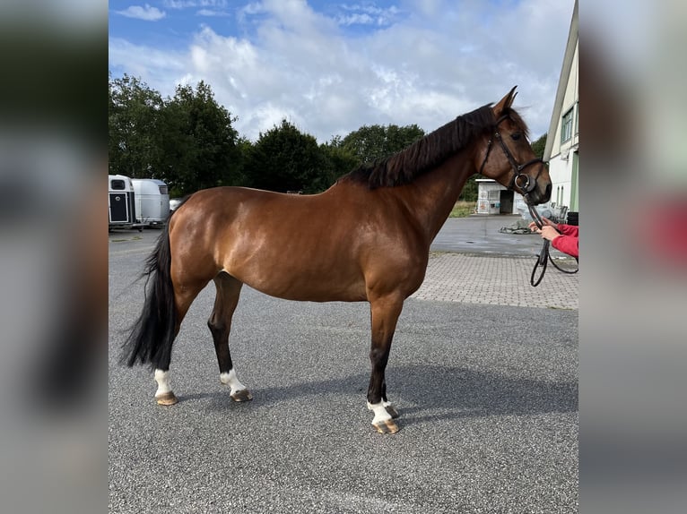 Slowakisches Warmblut Stute 8 Jahre 165 cm Brauner in Bocholt