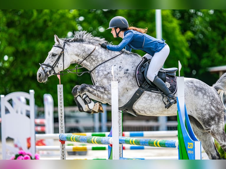 Slowakisches Warmblut Stute 8 Jahre 168 cm Schimmel in OBROK