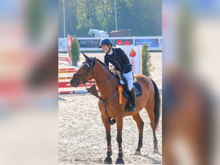 Slowakisches Warmblut Stute 8 Jahre 170 cm Brauner in Babenhausen