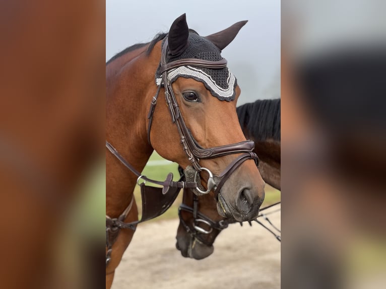 Slowakisches Warmblut Stute 8 Jahre 170 cm Brauner in Babenhausen