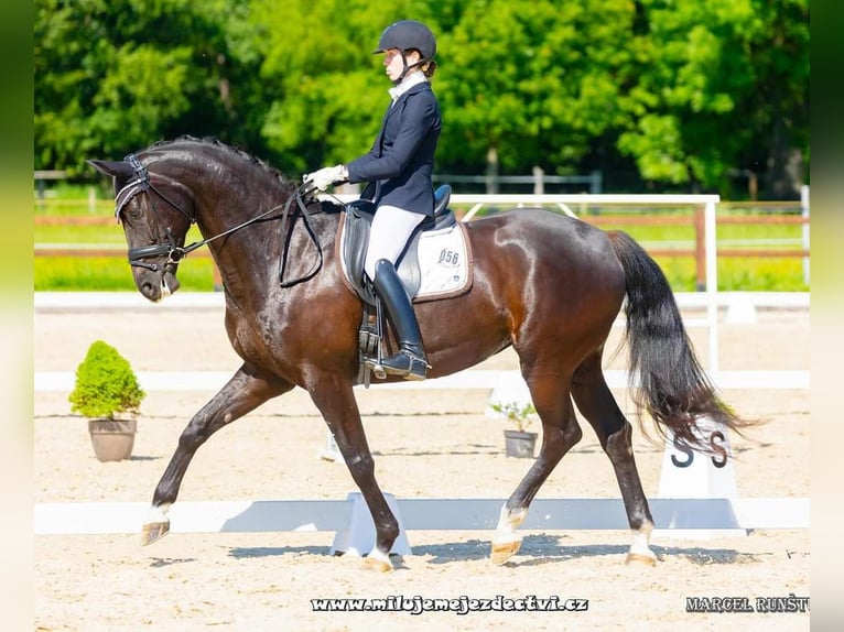 Slowakisches Warmblut Stute 8 Jahre 172 cm Rappe in Destne