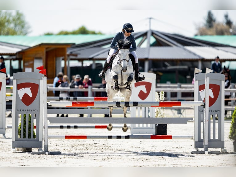 Slowakisches Warmblut Stute 8 Jahre 172 cm Schimmel in Obrok