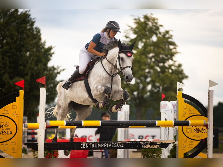 Slowakisches Warmblut Stute 8 Jahre 172 cm Schimmel in Obrok