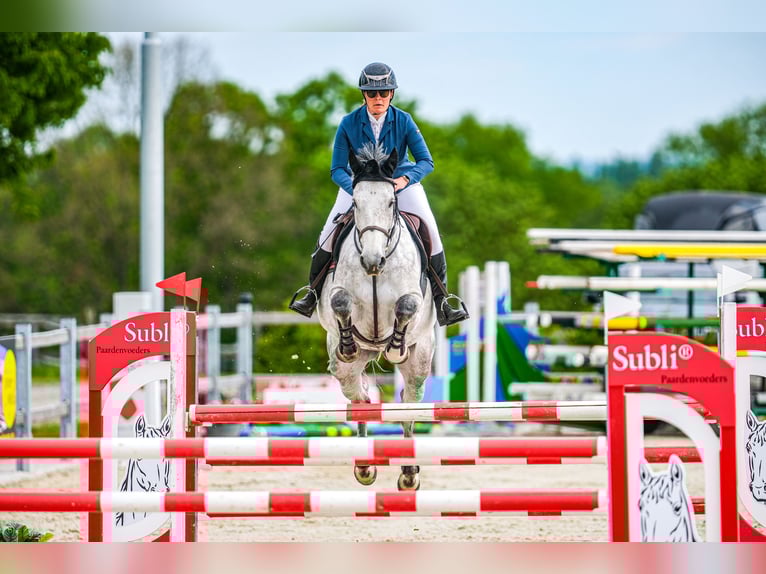 Slowakisches Warmblut Stute 8 Jahre 172 cm Schimmel in Obrok