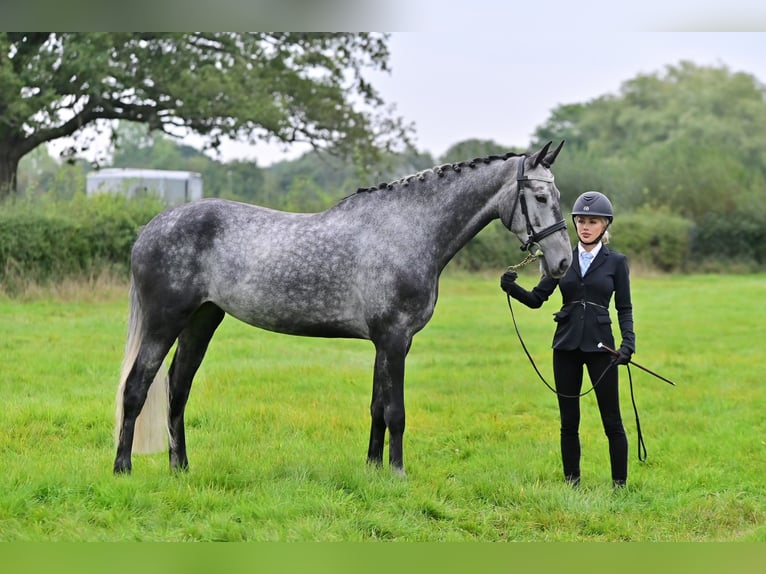 Slowakisches Warmblut Stute 8 Jahre Schimmel in Lower Sparr Farm Wisborough Green, Billingshurst