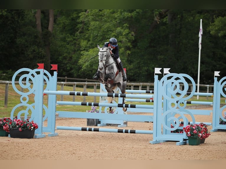 Slowakisches Warmblut Stute 9 Jahre 171 cm Schimmel in Lower Sparr Farm Wisborough Green, Billingshurst