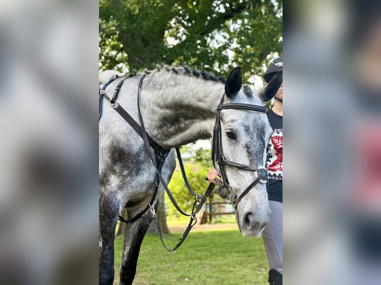 Slowakisches Warmblut Stute 9 Jahre 171 cm Schimmel in Lower Sparr Farm Wisborough Green, Billingshurst