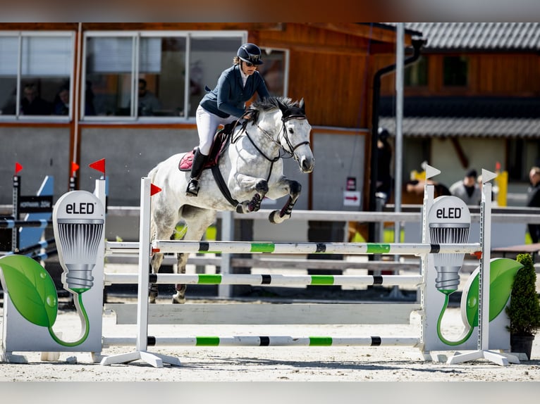 Slowakisches Warmblut Stute 9 Jahre 172 cm Schimmel in Obrok