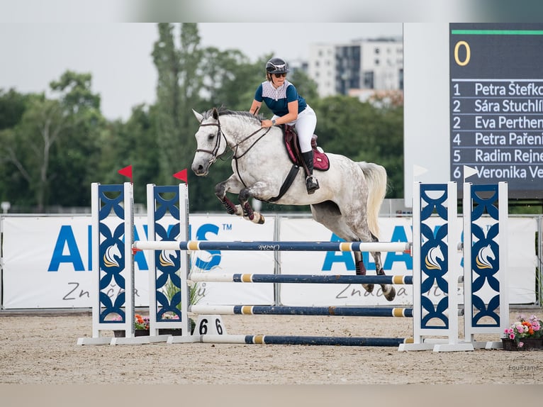 Slowakisches Warmblut Stute 9 Jahre 172 cm Schimmel in Obrok
