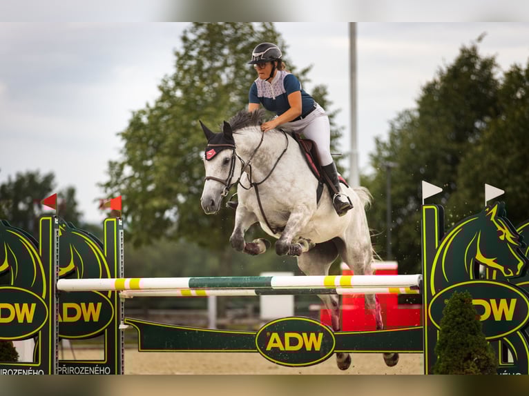 Slowakisches Warmblut Stute 9 Jahre 172 cm Schimmel in Obrok
