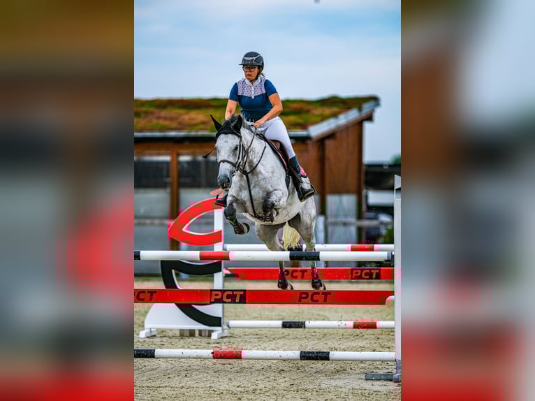 Slowakisches Warmblut Stute 9 Jahre 172 cm Schimmel in Obrok