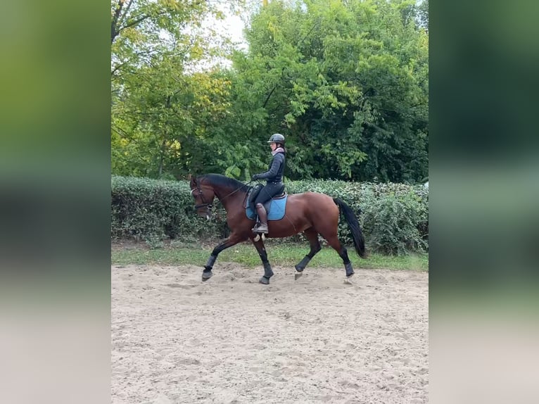 Slowakisches Warmblut Stute 9 Jahre 175 cm Rotbrauner in Budapest