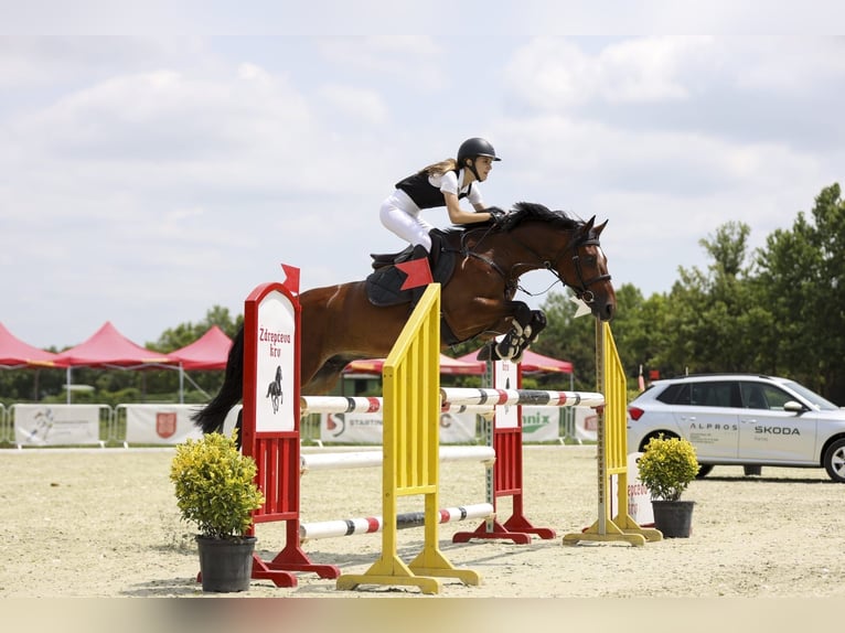 Slowakisches Warmblut Wallach 10 Jahre 165 cm Rotbrauner in Belgrade