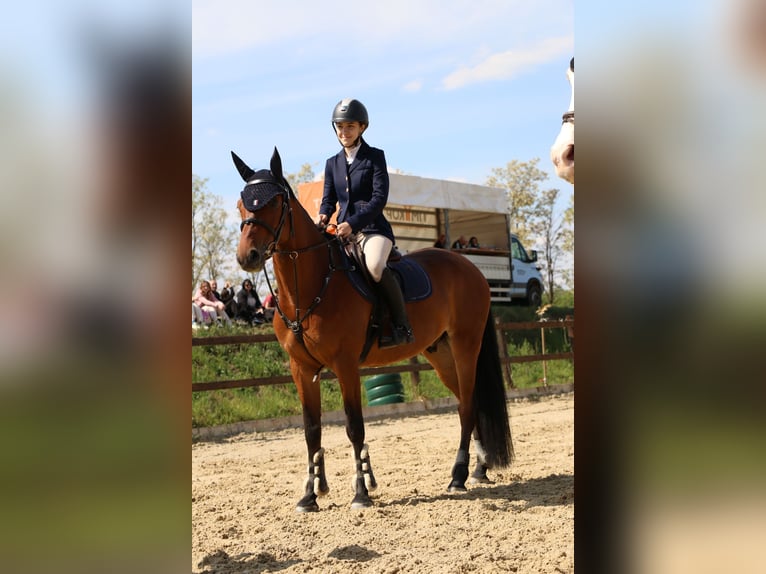 Slowakisches Warmblut Wallach 10 Jahre 165 cm Rotbrauner in Belgrade