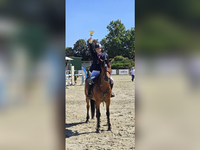 Slowakisches Warmblut Wallach 10 Jahre 165 cm Rotbrauner in Belgrade