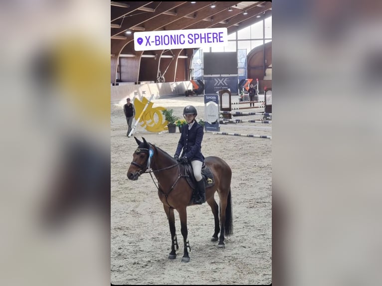 Slowakisches Warmblut Wallach 10 Jahre 165 cm Rotbrauner in Belgrade