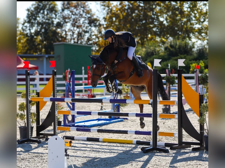 Slowakisches Warmblut Wallach 10 Jahre 165 cm Rotbrauner in Belgrade