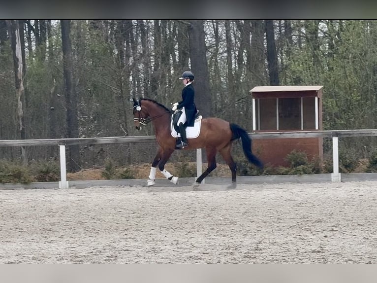 Slowakisches Warmblut Wallach 10 Jahre 167 cm Brauner in Jihlava