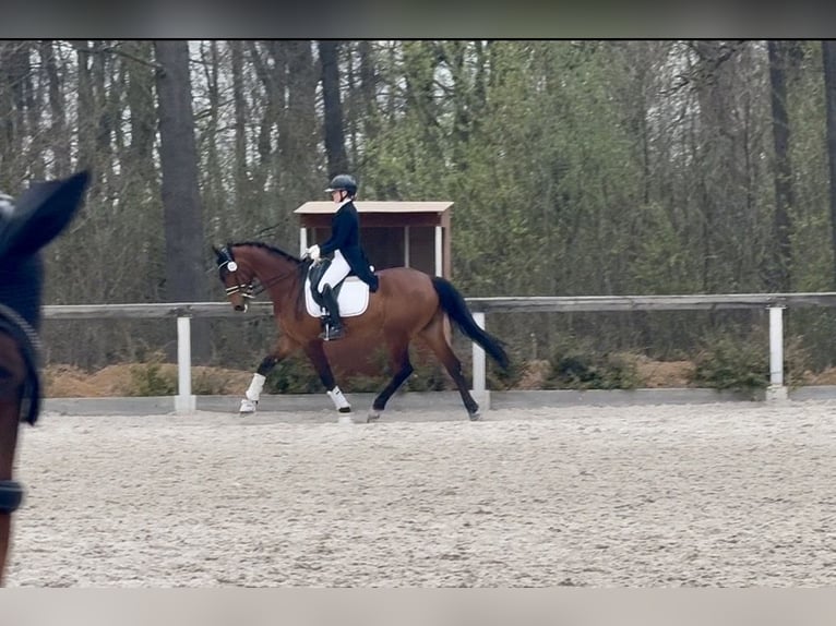 Slowakisches Warmblut Wallach 10 Jahre 167 cm Brauner in Jihlava