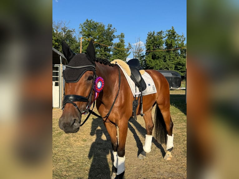 Slowakisches Warmblut Wallach 10 Jahre 167 cm Brauner in Jihlava