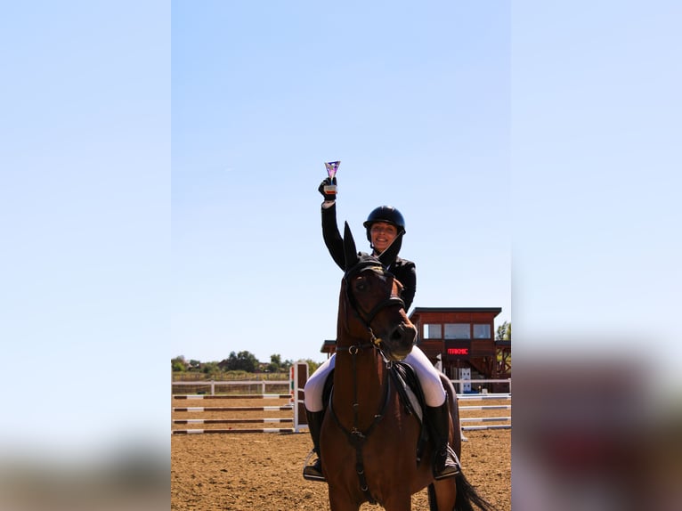 Slowakisches Warmblut Wallach 10 Jahre Brauner in Beograd Srbija