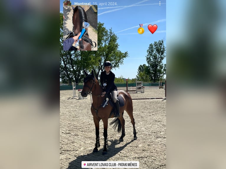 Slowakisches Warmblut Wallach 10 Jahre Brauner in Beograd Srbija