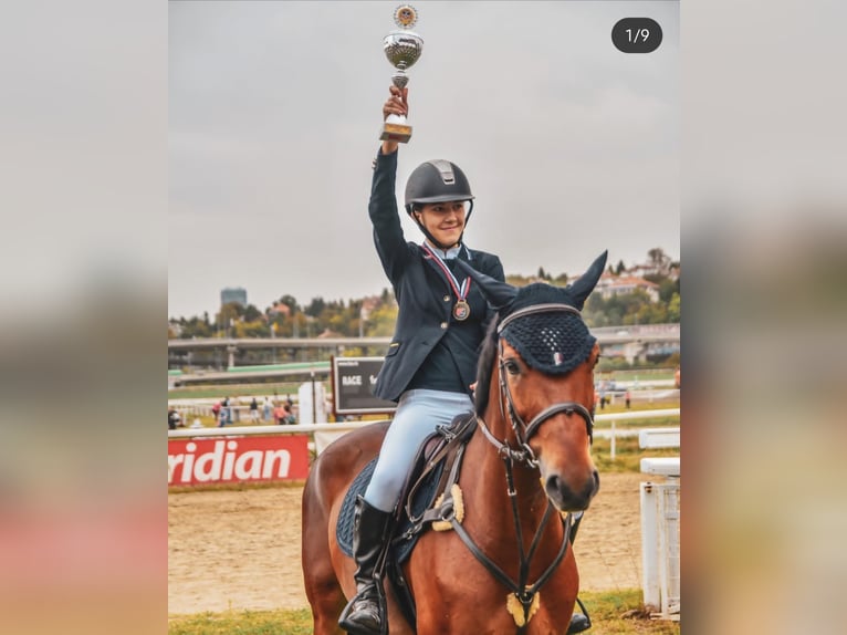 Slowakisches Warmblut Wallach 10 Jahre Brauner in Beograd Srbija