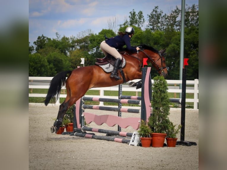 Slowakisches Warmblut Wallach 11 Jahre 165 cm Rotbrauner in Beograd