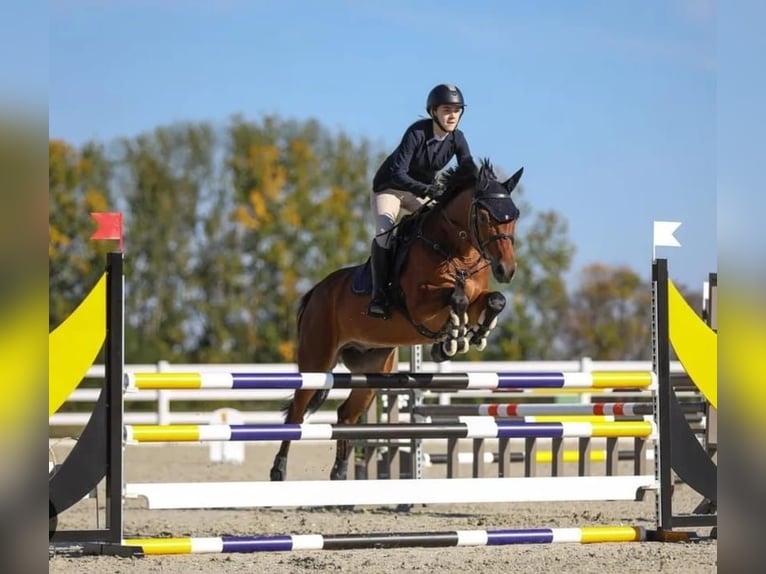 Slowakisches Warmblut Wallach 11 Jahre Brauner in Beograd Srbija