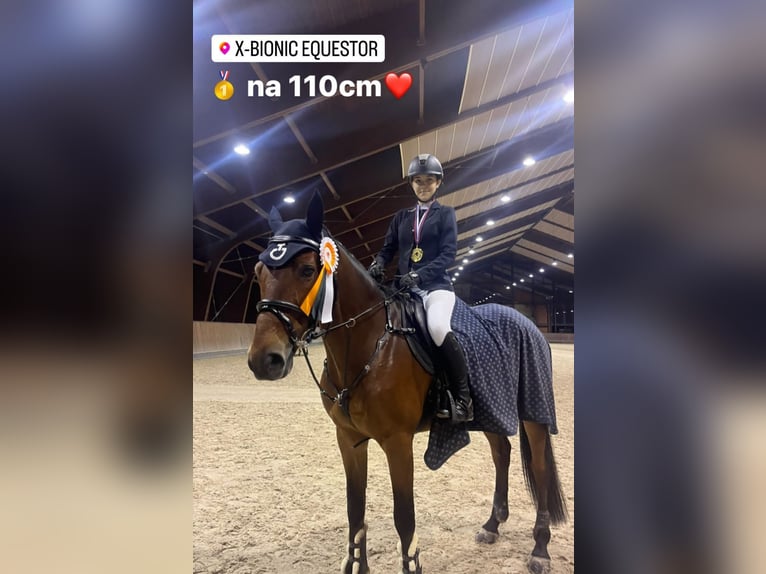 Slowakisches Warmblut Wallach 11 Jahre Brauner in Beograd Srbija