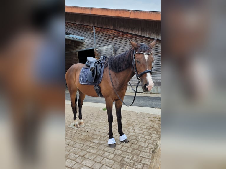 Slowakisches Warmblut Wallach 13 Jahre 170 cm Brauner in Tutzing