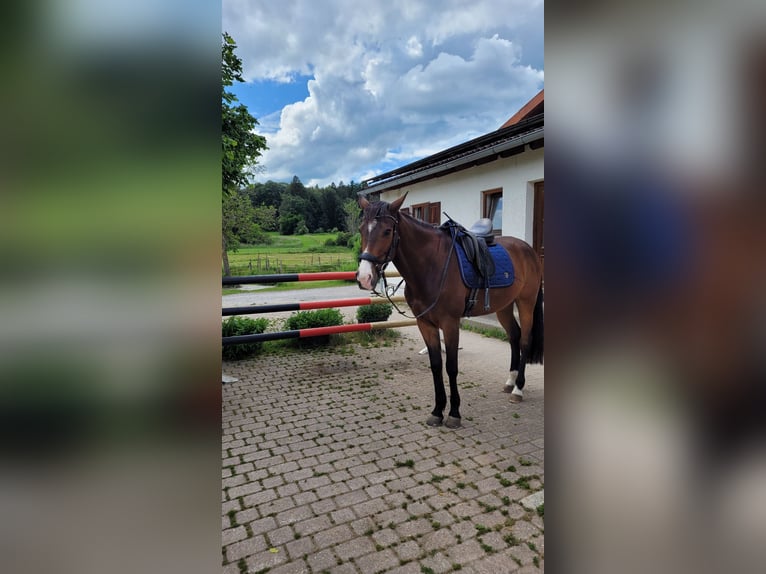 Slowakisches Warmblut Wallach 13 Jahre 170 cm Brauner in Tutzing