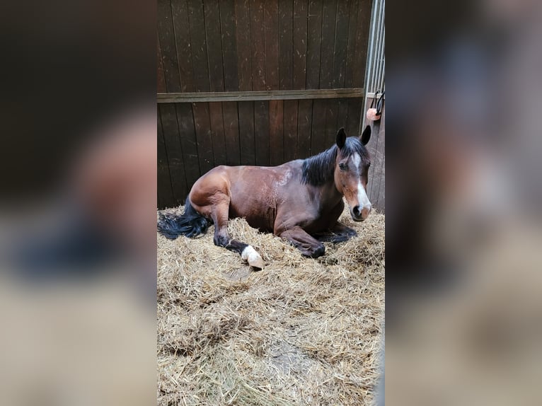Slowakisches Warmblut Wallach 13 Jahre 170 cm Brauner in Tutzing