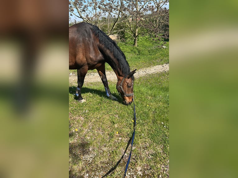 Slowakisches Warmblut Wallach 13 Jahre 171 cm Brauner in Saaß