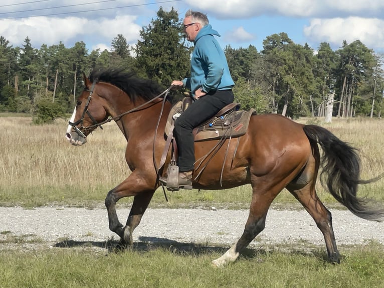 Slowakisches Warmblut Wallach 14 Jahre 165 cm Brauner in Fuchstal