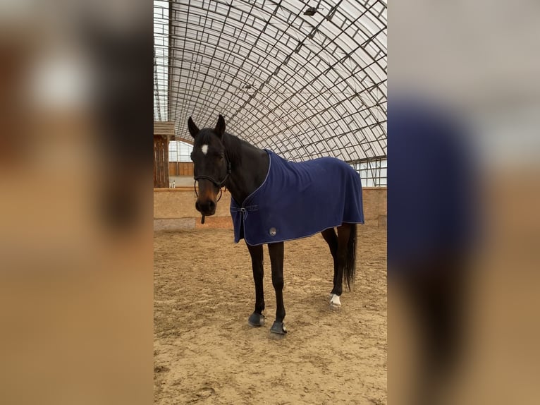 Slowakisches Warmblut Wallach 15 Jahre 178 cm Dunkelbrauner in Bratislava