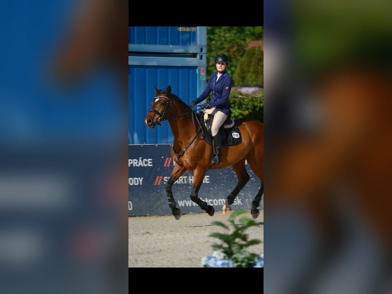 Slowakisches Warmblut Wallach 17 Jahre 163 cm Brauner in Rajec, Slovakia