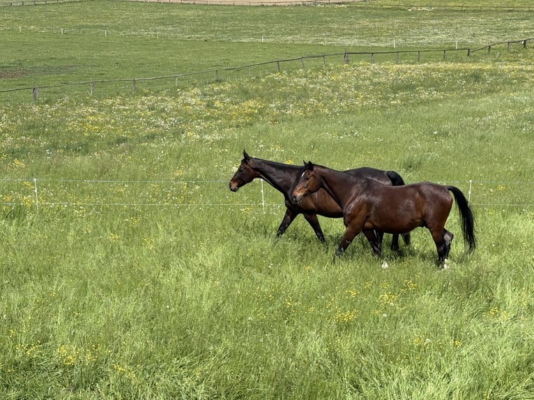 Slowakisches Warmblut Wallach 20 Jahre Brauner in St.Marein