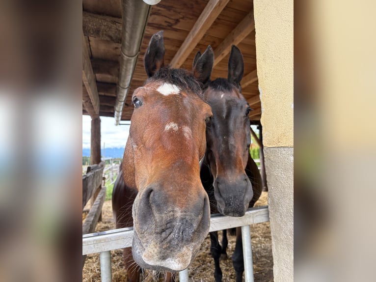 Slowakisches Warmblut Wallach 20 Jahre Brauner in St.Marein