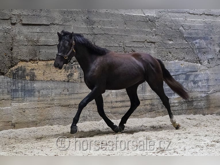 Slowakisches Warmblut Wallach 3 Jahre 158 cm Rappe in Votice