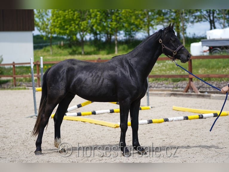 Slowakisches Warmblut Wallach 3 Jahre 158 cm Rappe in Votice