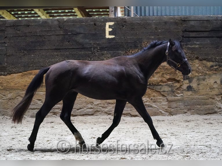 Slowakisches Warmblut Wallach 3 Jahre 158 cm Rappe in Votice