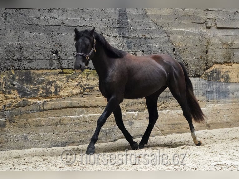 Slowakisches Warmblut Wallach 3 Jahre 158 cm Rappe in Votice
