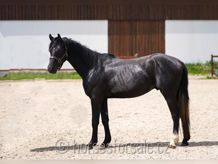 Slowakisches Warmblut Wallach 3 Jahre 158 cm Rappe in Votice