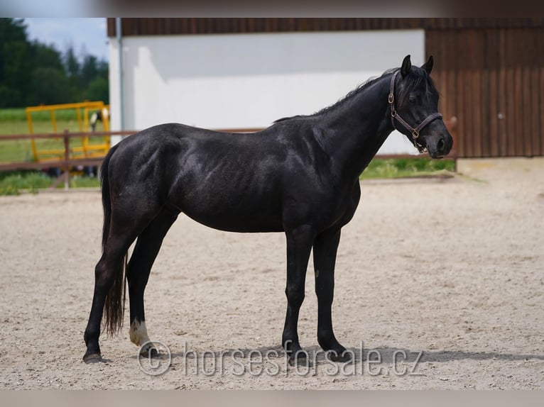 Slowakisches Warmblut Wallach 3 Jahre 158 cm Rappe in Votice